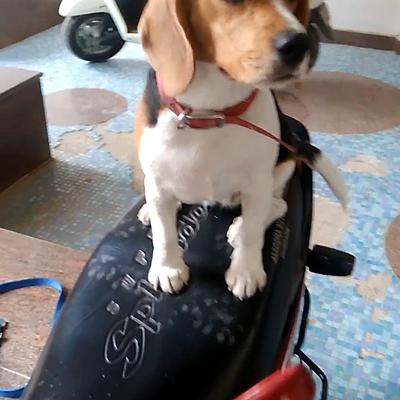 Impression Dog Training