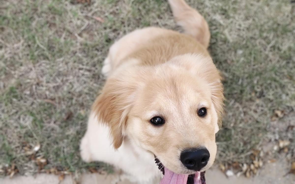 Gurgaon Dog Training & Boarding