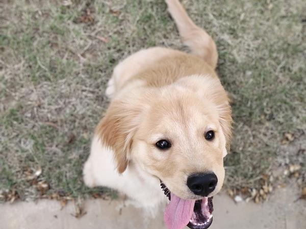Gurgaon Dog Training & Boarding