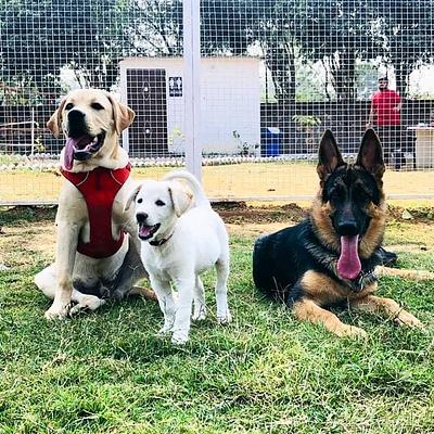 Elite K9 Academy ( india )