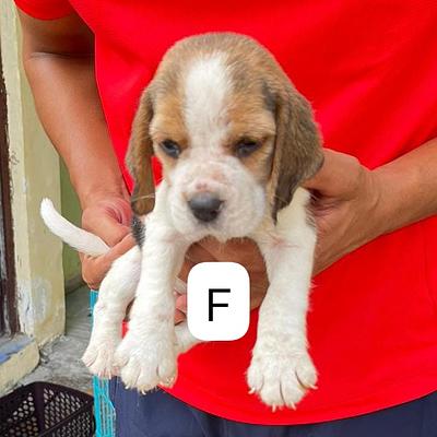 Dog kennel cbyer city Gurgaon