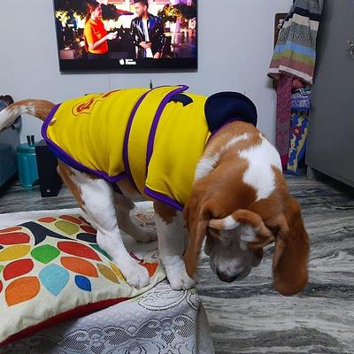 Kennel 1 – Dog Boarding in Gurgaon, Pet Day Care & Best Long-Term Dog Boarding Service