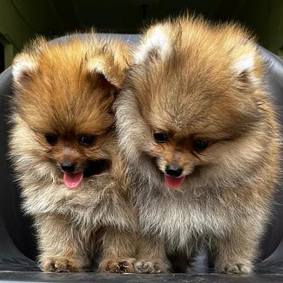 Dog kennel cbyer city Gurgaon