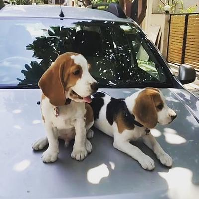 Kennel 1 – Dog Boarding in Gurgaon, Pet Day Care & Best Long-Term Dog Boarding Service