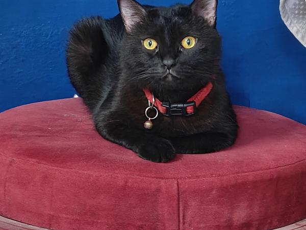 Explorer pet care