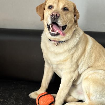 NICKY PET SPA AT HOME GROOMING SERVICE