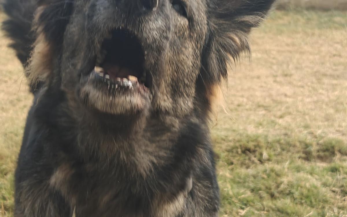 Canine Conditioning