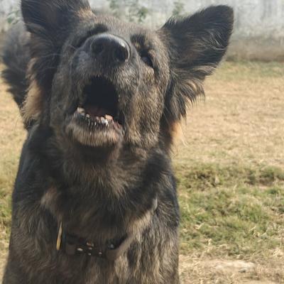 Canine Conditioning