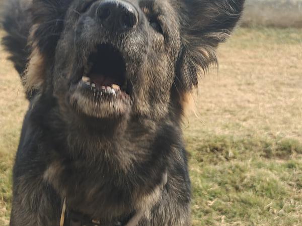 Canine Conditioning