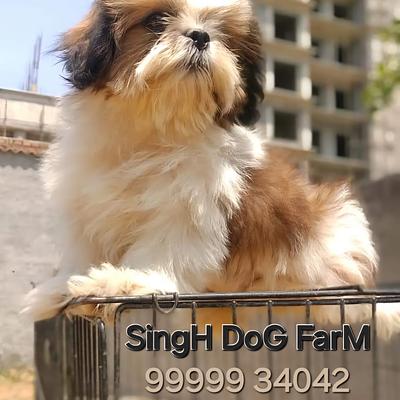 SiNGH DoG FarM