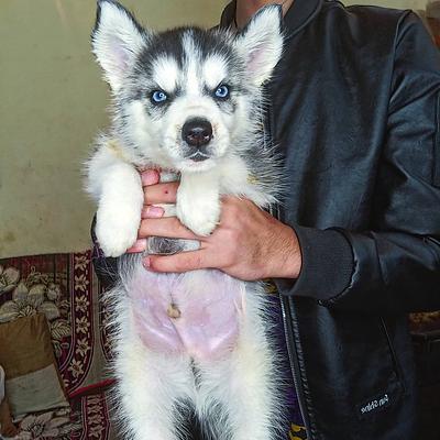 SiNGH DoG FarM