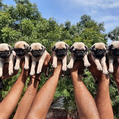SiNGH DoG FarM