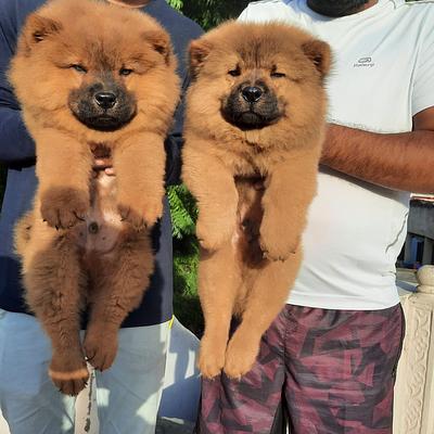 SiNGH DoG FarM