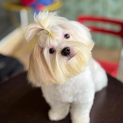 NICKY PET SPA AT HOME GROOMING SERVICE