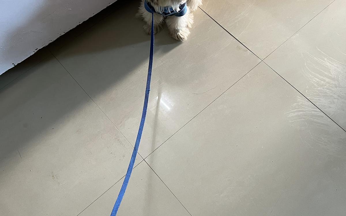 Sunil dog trainer