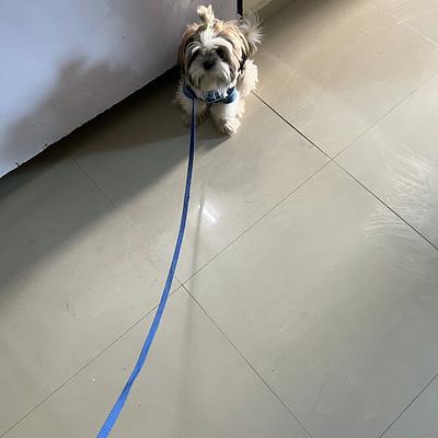 Sunil dog trainer