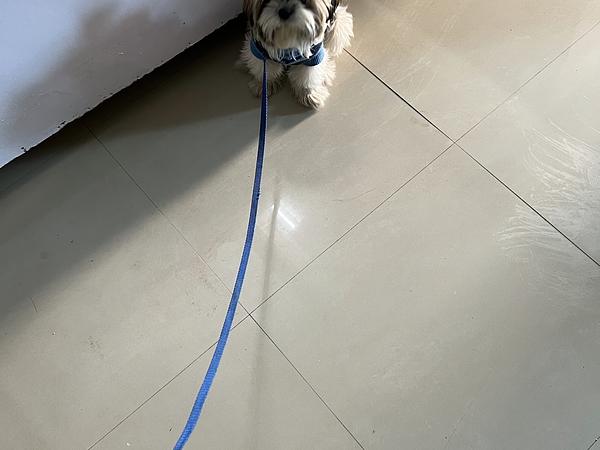Sunil dog trainer
