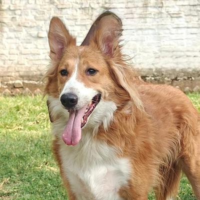 Canine Conditioning