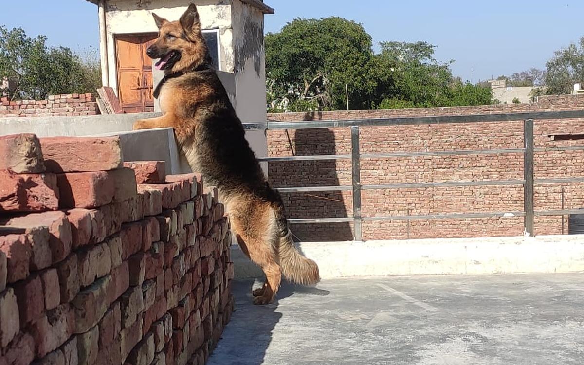 K9 Guru