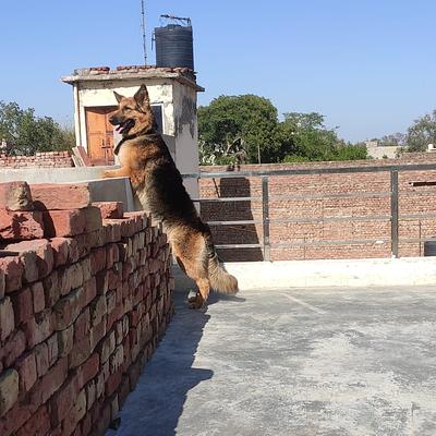 K9 Guru