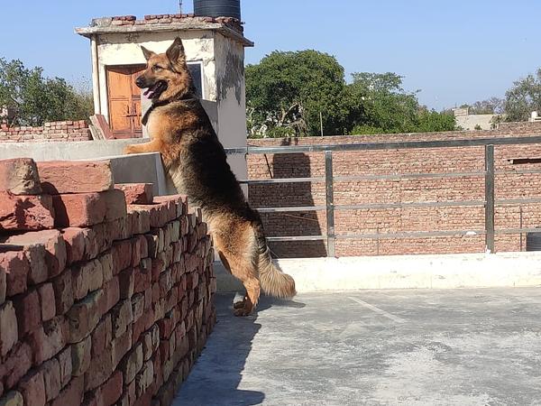 K9 Guru