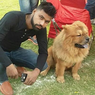 Manoj sharma dog trainer and walkers