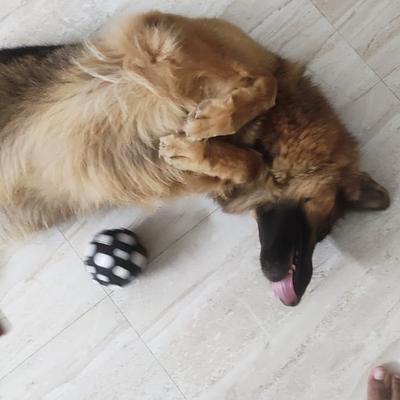 K9 Guru