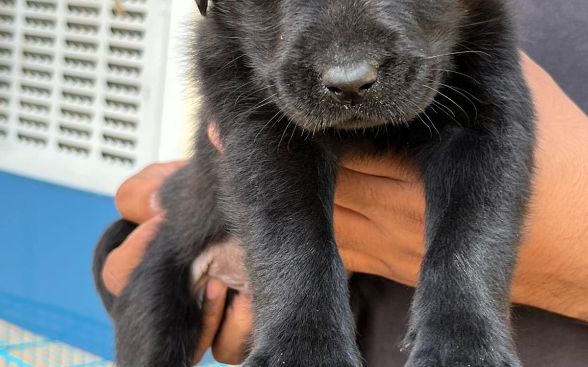 Dog kennel cbyer city Gurgaon