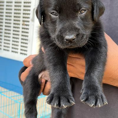 Dog kennel cbyer city Gurgaon