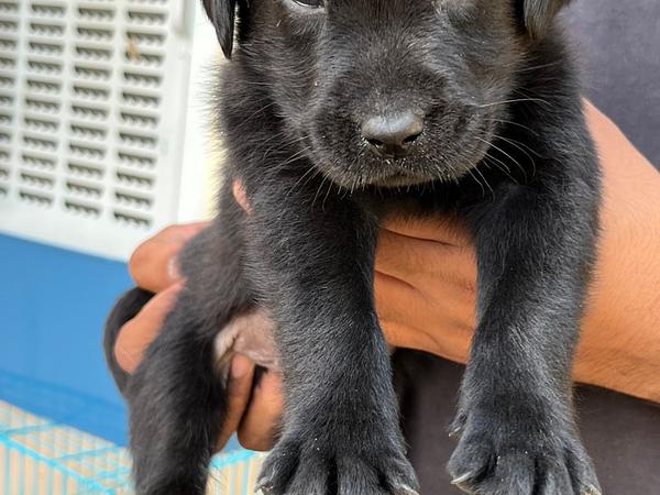Dog kennel cbyer city Gurgaon