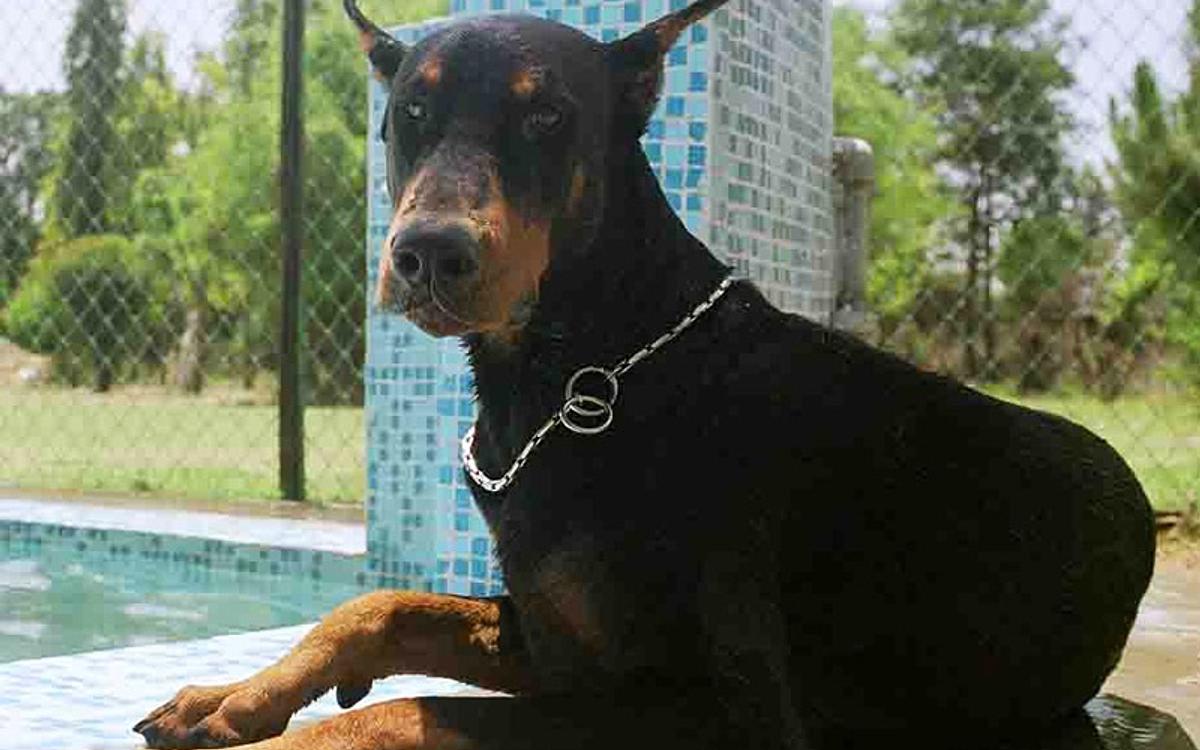 Kennel 1 – Dog Boarding in Gurgaon, Pet Day Care & Best Long-Term Dog Boarding Service