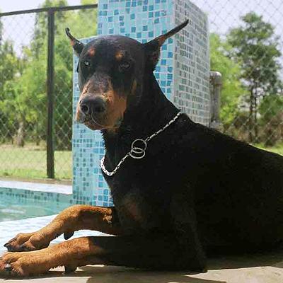 Kennel 1 – Dog Boarding in Gurgaon, Pet Day Care & Best Long-Term Dog Boarding Service