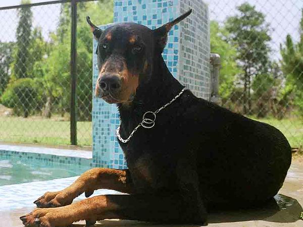 Kennel 1 – Dog Boarding in Gurgaon, Pet Day Care & Best Long-Term Dog Boarding Service