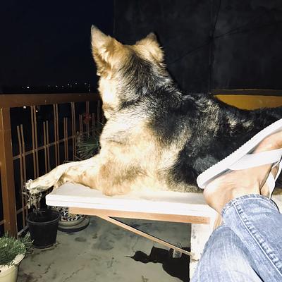 K9 Guru