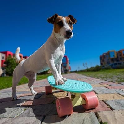 Kennel 1 – Dog Boarding in Gurgaon, Pet Day Care & Best Long-Term Dog Boarding Service
