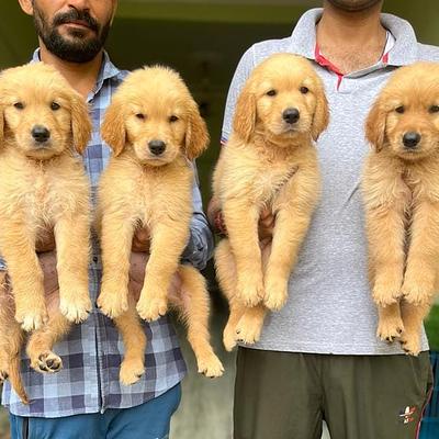 Dog kennel cbyer city Gurgaon