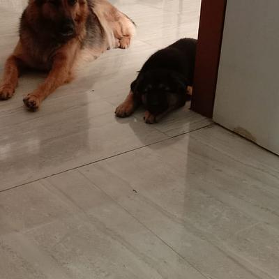 K9 Guru
