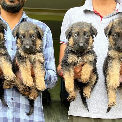 Dog kennel cbyer city Gurgaon