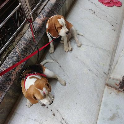 Kennel 1 – Dog Boarding in Gurgaon, Pet Day Care & Best Long-Term Dog Boarding Service