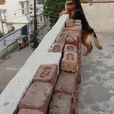 K9 Guru