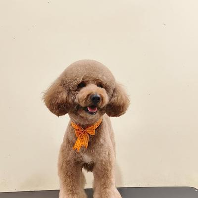 Doodle over Poodle