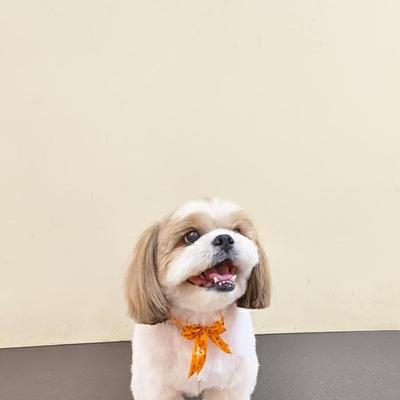 Doodle over Poodle