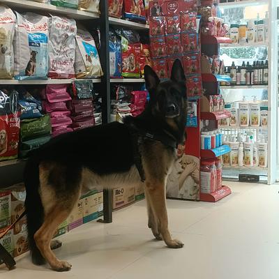 Chien N Chat Pet Shop & Spa