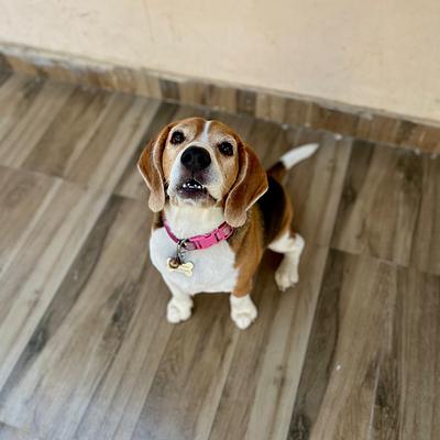 Wagging Tales