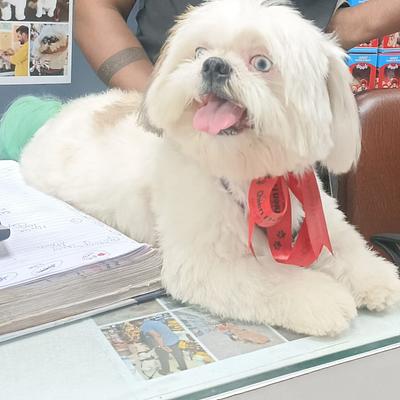 Chien N Chat Pet Shop & Spa