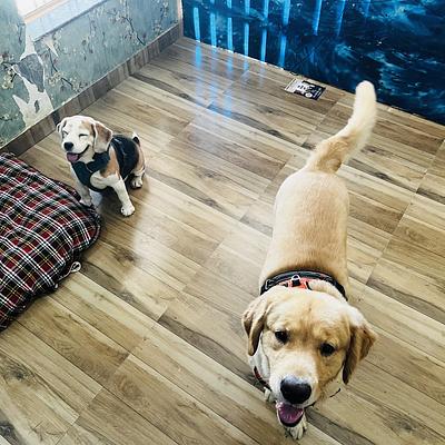 Wagging Tales