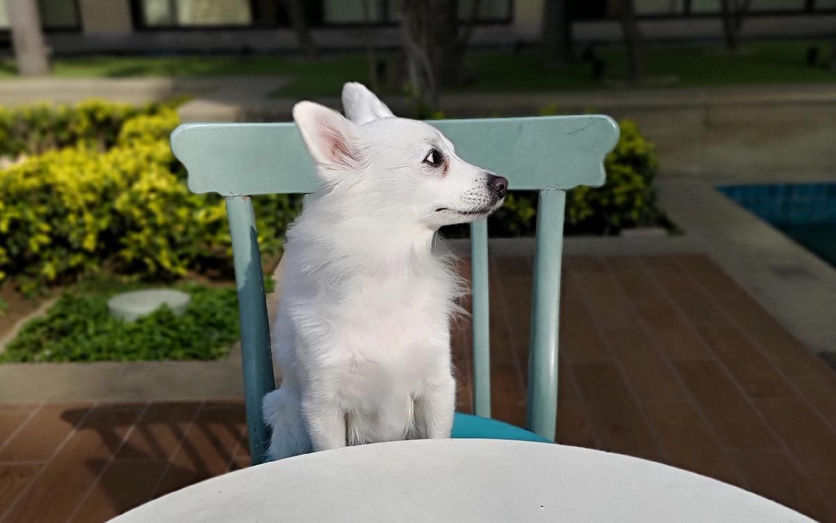Wagging Tales