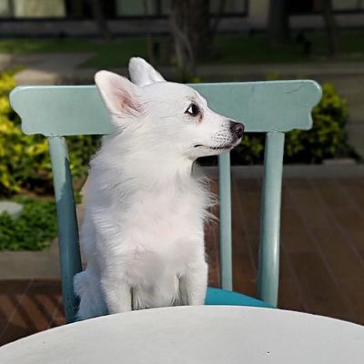 Wagging Tales
