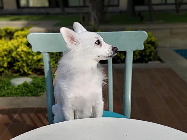 Wagging Tales
