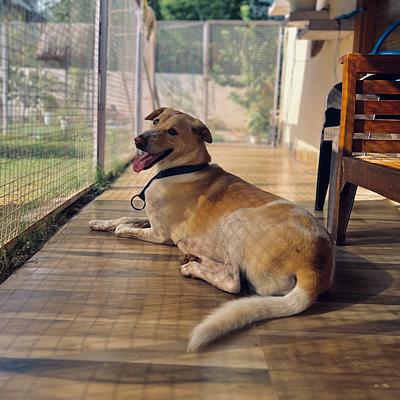 Wagging Tales